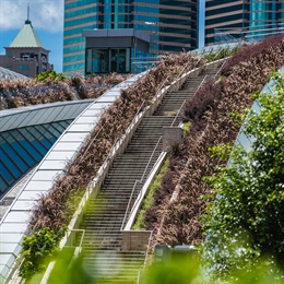 The arching stems and golden flower plumes adds colour and texture to the architecture.